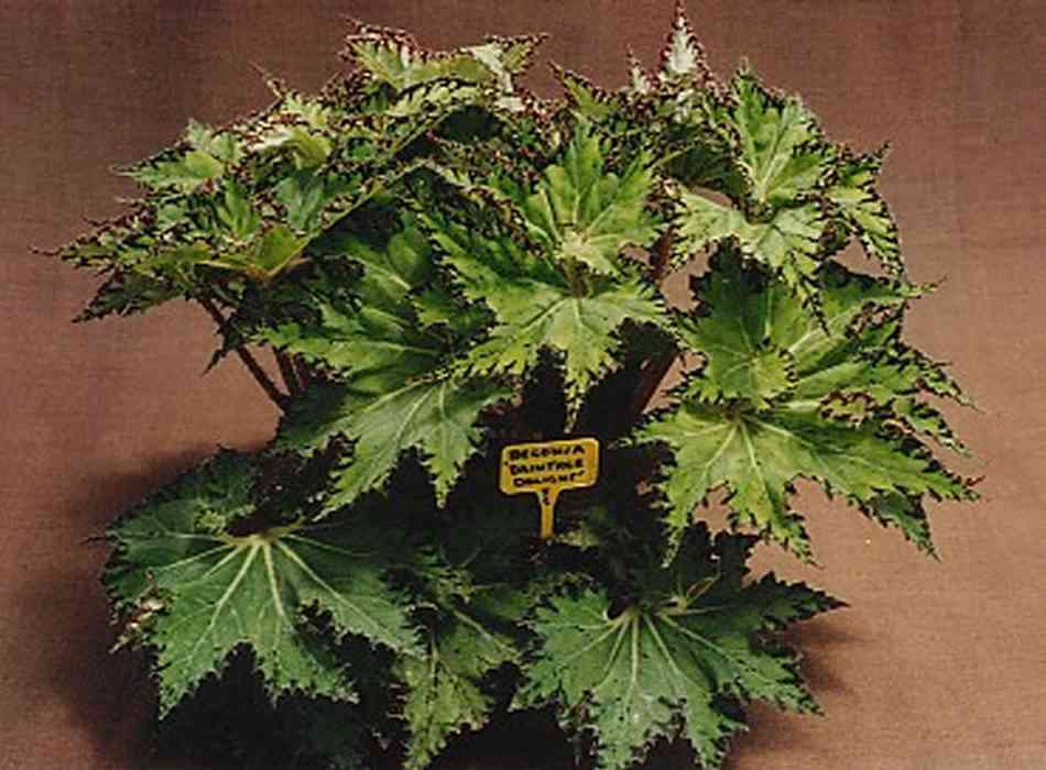 B. ‘Daintree Delight’